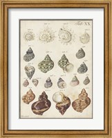 Framed Seashell Synopsis I