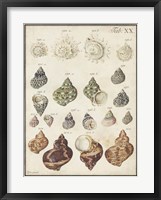 Framed Seashell Synopsis I