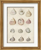 Framed Seashell Synopsis II