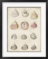 Framed Seashell Synopsis II