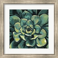 Framed Succulent Bloom I