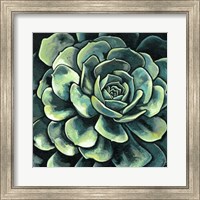 Framed Succulent Bloom II