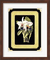 Framed Orchids on Black I
