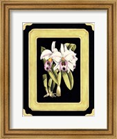 Framed Orchids on Black II