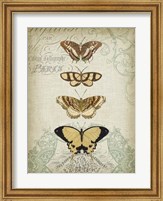Framed Cartouche & Butterflies II