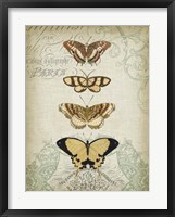 Framed Cartouche & Butterflies II