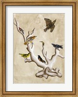 Framed Ornithologist's Dream III