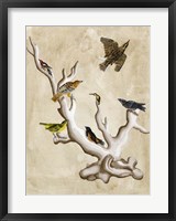 Framed Ornithologist's Dream III