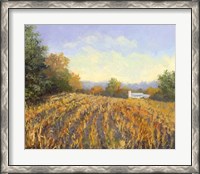 Framed Corn Rows