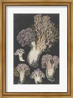 Framed Genus Clavaria I