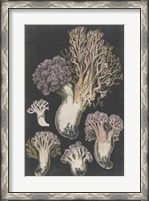 Framed Genus Clavaria I