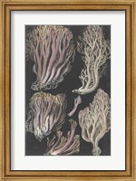 Framed Genus Clavaria II