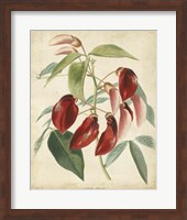 Framed Tropical Floral I