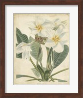 Framed Tropical Floral II