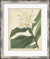 Framed Tropical Floral IV