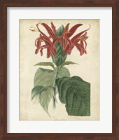 Framed Tropical Floral V