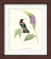 Framed Hummingbird & Bloom II