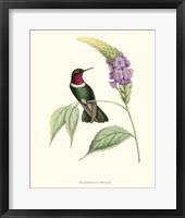Framed Hummingbird & Bloom II