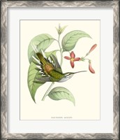 Framed Hummingbird & Bloom III
