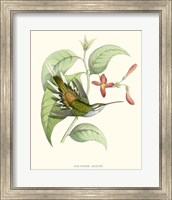 Framed Hummingbird & Bloom III