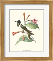 Framed Hummingbird & Bloom IV