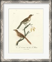 Framed Antique French Birds I