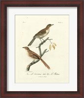 Framed Antique French Birds I