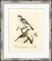 Framed Antique French Birds II