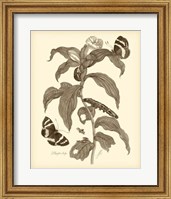 Framed Nature Study in Sepia I