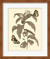 Framed Nature Study in Sepia I