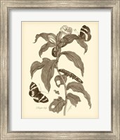 Framed Nature Study in Sepia I