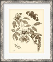 Framed Nature Study in Sepia II