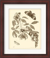 Framed Nature Study in Sepia II