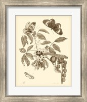 Framed Nature Study in Sepia II