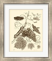 Framed Nature Study in Sepia III