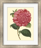 Framed Camellia Garden I