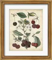 Framed Calwer Common Cherry