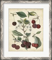 Framed Calwer Common Cherry