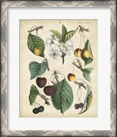 Framed Calwer Wild Cherry