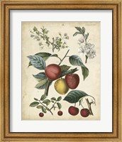 Framed Calwer Cherry