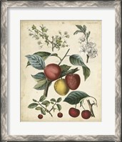 Framed Calwer Cherry