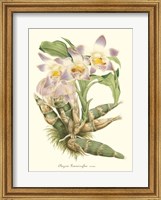 Framed Lavender Orchids I