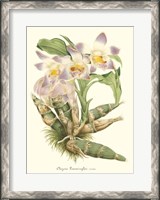 Framed Lavender Orchids I