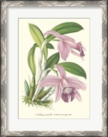 Framed Lavender Orchids II