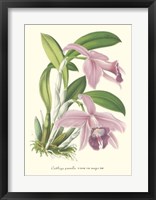 Framed Lavender Orchids II
