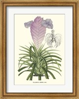 Framed Lavender Orchids III