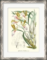 Framed Lavender Orchids IV