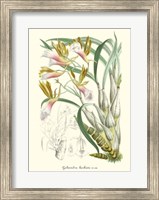 Framed Lavender Orchids IV