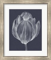 Framed Monochrome Tulip I