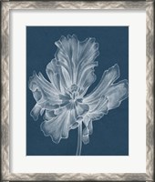 Framed Monochrome Tulip II